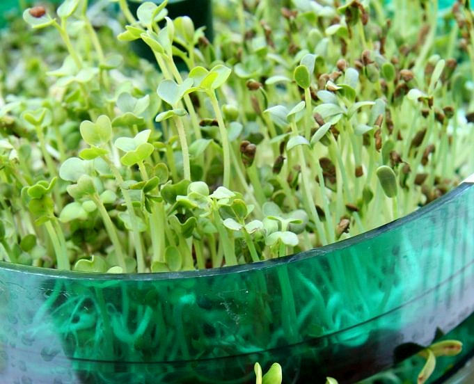 Come coltivare i microgreens di girasole in modo facile e veloce